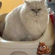 ヒメ日記 2026/03/08 04:01 投稿 まりな 兵庫姫路・加古川ちゃんこ