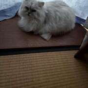 ヒメ日記 2026/03/10 14:53 投稿 まりな 兵庫姫路・加古川ちゃんこ