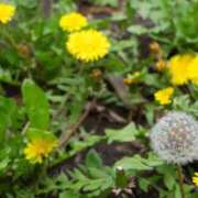 ヒメ日記 2026/04/13 11:35 投稿 栞里 出会い系人妻ネットワーク 新宿〜池袋編