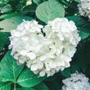 ヒメ日記 2026/03/16 08:20 投稿 中条　りりあ 30・40・50代☆人妻熟女コレクション