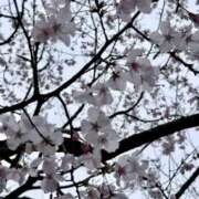 ヒメ日記 2026/03/18 20:26 投稿 森本さな 月の真珠-五反田-