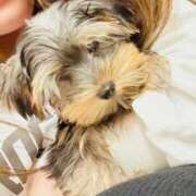 ヒメ日記 2026/04/03 11:32 投稿 森本さな 月の真珠-五反田-