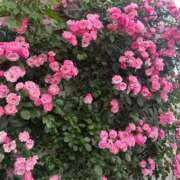 ヒメ日記 2026/04/02 16:30 投稿 みお 大宮おかあさん