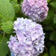 ヒメ日記 2026/06/13 06:42 投稿 りつ 梅田アバンチュール
