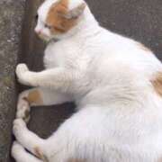 ヒメ日記 2026/03/15 20:51 投稿 まなみ 西川口マーメイド