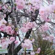 ヒメ日記 2026/04/02 14:24 投稿 篠田 えいみ こあくまな熟女たち三河店（KOAKUMAグループ）