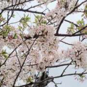 ヒメ日記 2026/04/09 13:29 投稿 篠田 えいみ こあくまな熟女たち三河店（KOAKUMAグループ）