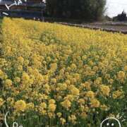 ヒメ日記 2026/04/01 15:03 投稿 みれい 熟女デリヘル倶楽部