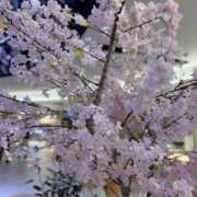 ヒメ日記 2026/03/15 20:22 投稿 カエラ VIVIDCREWマダムセカンドバージン 梅田店