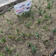 ヒメ日記 2026/03/26 10:11 投稿 カエラ VIVIDCREWマダムセカンドバージン 梅田店