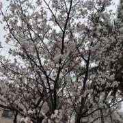 ヒメ日記 2026/03/31 21:13 投稿 カエラ VIVIDCREWマダムセカンドバージン 梅田店