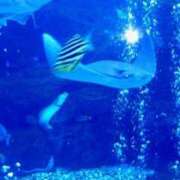 ヒメ日記 2026/04/14 20:31 投稿 シエル コンプレックス(京都)