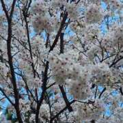 ヒメ日記 2026/03/13 12:05 投稿 はる ちゃんこ本厚木店