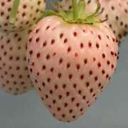 ヒメ日記 2026/04/29 10:51 投稿 川崎 丸妻西川口店