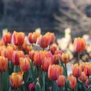 ヒメ日記 2026/03/17 20:44 投稿 みさと 沼津人妻花壇