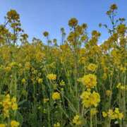 ヒメ日記 2026/03/23 14:30 投稿 みさと 沼津人妻花壇