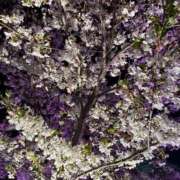 ヒメ日記 2026/04/12 01:11 投稿 みる プレミアム(福原)