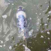 はる はるのお礼∽幸せの青い鯉∽ わちゃわちゃ密着リアルフルーちゅ西船橋