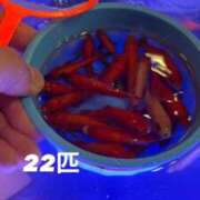 ヒメ日記 2026/05/06 23:58 投稿 はる わちゃわちゃ密着リアルフルーちゅ西船橋