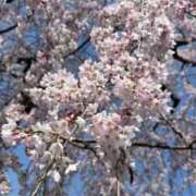 ヒメ日記 2026/04/05 17:18 投稿 吉田はる 恋する妻たち