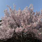 あやめ 譯懺沍ｸ PINK ROOM（ピンクルーム）