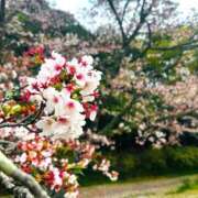 ヒメ日記 2026/04/18 18:22 投稿 ぷりん 香川サンキュー