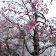 ヒメ日記 2026/04/01 07:09 投稿 桜庭こはく 天雅 TENGA