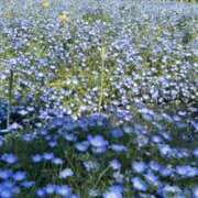 ヒメ日記 2026/04/03 16:09 投稿 桜庭こはく 天雅 TENGA