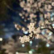 ヒメ日記 2026/04/07 09:38 投稿 桜庭こはく 天雅 TENGA