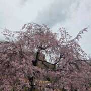 ヒメ日記 2026/03/30 22:03 投稿 歌原 幸紀 人妻セレブ宮殿