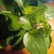 松村ひろこ 都会の大人のドラマな夜 五十路マダム 博多店