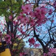 ヒメ日記 2026/03/25 14:37 投稿 明智 熟女の風俗最終章　鶯谷店