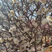 ヒメ日記 2026/04/06 08:56 投稿 明智 熟女の風俗最終章　鶯谷店