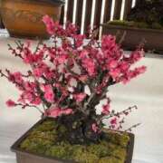 ヒメ日記 2026/04/06 13:26 投稿 明智 熟女の風俗最終章　鶯谷店