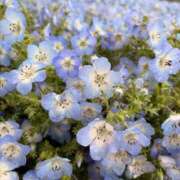 みな ネモフィラ ミラー