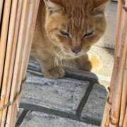 しのぶ [お題]from:哲学的置き忘れさん 吉野ケ里人妻デリヘル 「デリ夫人」