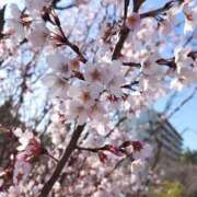 みなみ お花見リベンジ 水色りぼん
