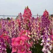 ヒメ日記 2026/04/19 09:58 投稿 香奈(かな)♥虜にする笑顔 美魔女コレクション