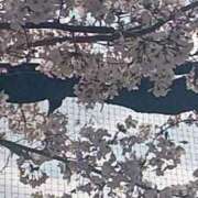 ヒメ日記 2026/04/03 13:58 投稿 あみ あげまん 梅田店