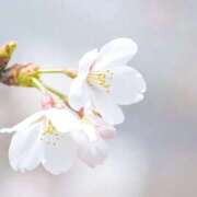 ヒメ日記 2026/03/23 10:22 投稿 もえ 熟女総本店