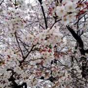 ヒメ日記 2026/04/05 14:59 投稿 ちえ 素人妻御奉仕倶楽部Hip's松戸店