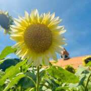 OL≫星姫みづき 8月です🌻 不倫商事 多治見本店