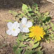 ヒメ日記 2026/03/24 12:25 投稿 とい 隙のあるエステ