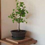 ヒメ日記 2026/03/11 07:00 投稿 雨宮万里香 五十路マダム富山店(カサブランカグループ)