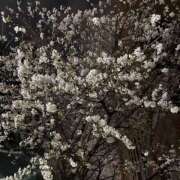 ヒメ日記 2026/03/30 14:25 投稿 ろあ バイオレンス