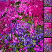 ヒメ日記 2026/04/17 12:52 投稿 麻生 AROMA VENUS