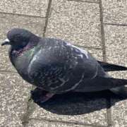 ヒメ日記 2026/04/23 13:45 投稿 はく 夜這い物語