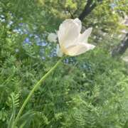 ヒメ日記 2026/05/20 15:47 投稿 はく 夜這い物語