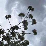 ヒメ日記 2026/04/11 18:01 投稿 ひかり 熟女の風俗最終章 本厚木店