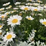 ヒメ日記 2026/04/20 08:20 投稿 はく メイドde本舗